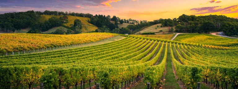 Vineyard Sunset