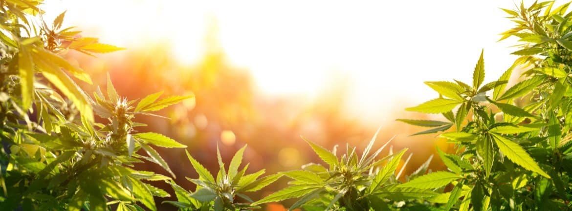 Water Storage tanks for the Cannabis Industry